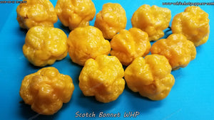 Scotch Bonnet WHP - Pepper Seeds - White Hot Peppers