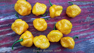 Scotch Bonnet WHP - Pepper Seeds - White Hot Peppers