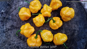 Scotch Bonnet WHP - Pepper Seeds - White Hot Peppers