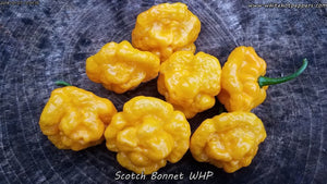 Scotch Bonnet WHP - Pepper Seeds - White Hot Peppers