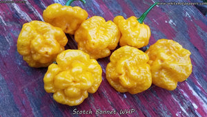 Scotch Bonnet WHP - Pepper Seeds - White Hot Peppers