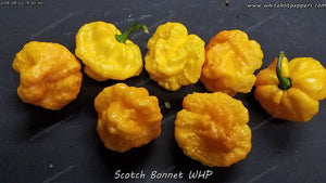 Scotch Bonnet WHP - Pepper Seeds - White Hot Peppers