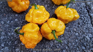 Scotch Bonnet WHP - Pepper Seeds - White Hot Peppers