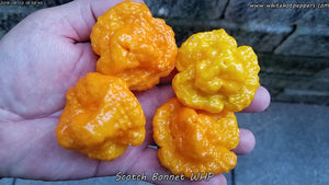 Scotch Bonnet WHP - Pepper Seeds - White Hot Peppers