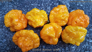 Scotch Bonnet WHP - Pepper Seeds - White Hot Peppers