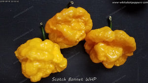 Scotch Bonnet WHP - Pepper Seeds - White Hot Peppers