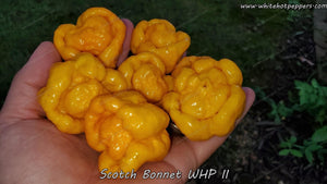 Scotch Bonnet WHP II - Pepper Seeds - White Hot Peppers