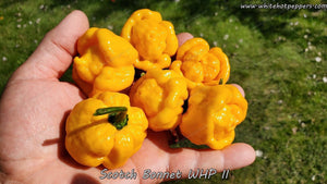 Scotch Bonnet WHP II - Pepper Seeds - White Hot Peppers