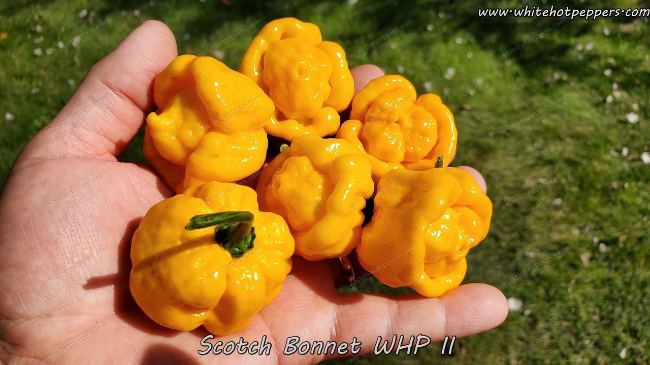 Scotch Bonnet WHP II - Pepper Seeds - White Hot Peppers
