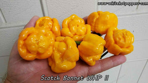 Scotch Bonnet WHP II - Pepper Seeds - White Hot Peppers