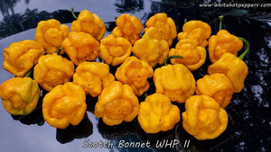 Scotch Bonnet WHP II - Pepper Seeds - White Hot Peppers