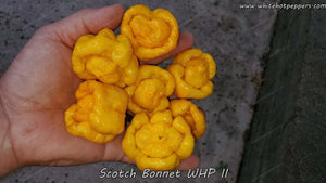 Scotch Bonnet WHP II - Pepper Seeds - White Hot Peppers