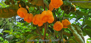 Scotch Bonnet WHP II - Pepper Seeds - White Hot Peppers