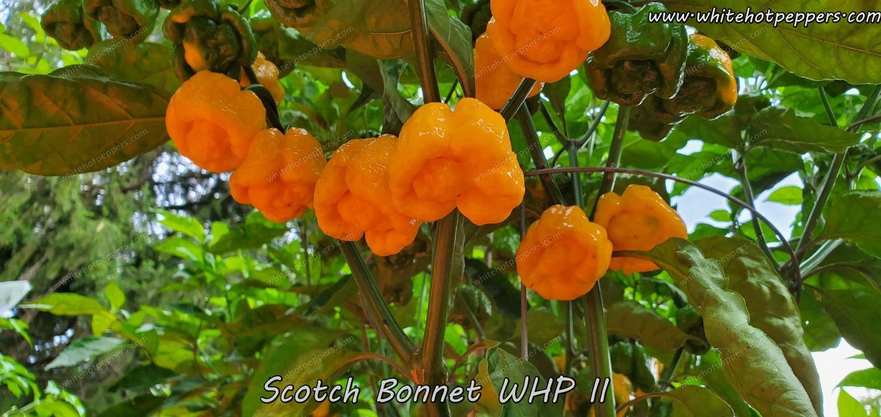 Scotch Bonnet WHP II - Pepper Seeds - White Hot Peppers