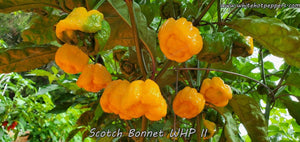 Scotch Bonnet WHP II - Pepper Seeds - White Hot Peppers