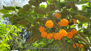 Scotch Bonnet WHP II - Pepper Seeds - White Hot Peppers