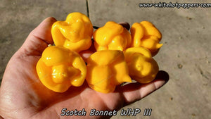 Scotch Bonnet WHP III - Pepper Seeds - White Hot Peppers