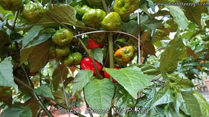 Scotch Bonnet WHP Red - Pepper Seeds - White Hot Peppers