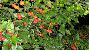 Scotch Bonnet WHP Red - Pepper Seeds - White Hot Peppers