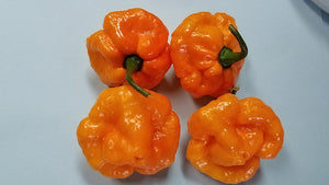 Scotch Bonnet Allen Boatman TF - Pepper Seeds - White Hot Peppers