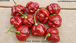 Scotch Bonnet Cappuccino - Pepper Seeds - White Hot Peppers