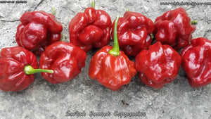 Scotch Bonnet Cappuccino - Pepper Seeds - White Hot Peppers