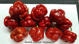 Scotch Bonnet Cappuccino - Pepper Seeds - White Hot Peppers