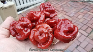Scotch Bonnet Cappuccino - Pepper Seeds - White Hot Peppers