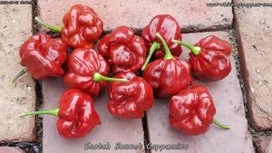 Scotch Bonnet Cappuccino - Pepper Seeds - White Hot Peppers