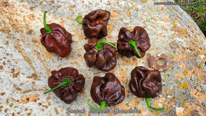 Scotch Bonnet Chocolate - Pepper Seeds - White Hot Peppers