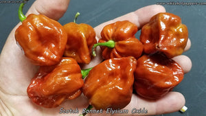 Elysium Oxide Scotch Bonnet - Pepper Seeds - White Hot Peppers