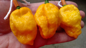 Scotch Bonnet MOA - Pepper Seeds - White Hot Peppers