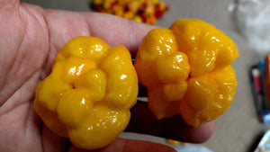 Scotch Bonnet MOA - Pepper Seeds - White Hot Peppers