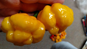 Scotch Bonnet MOA - Pepper Seeds - White Hot Peppers