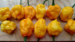 Scotch Bonnet MOA - Pepper Seeds - White Hot Peppers