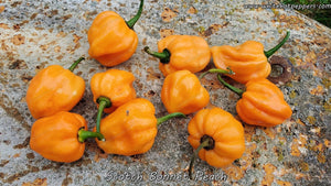 Scotch Bonnet Peach - Pepper Seeds - White Hot Peppers