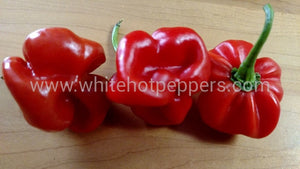 Scotch Bonnet Safi Red - Pepper Seeds - White Hot Peppers