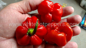 Scotch Bonnet Safi Red - Pepper Seeds - White Hot Peppers