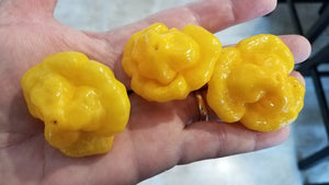 Scotch Bonnet Schneider Farms - Pepper Seeds - White Hot Peppers
