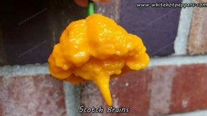 Scotch Brains - Pepper Seeds - White Hot Peppers