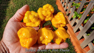 Scotch Brains (7 Pot Pheno) - Pepper Seeds - White Hot Peppers