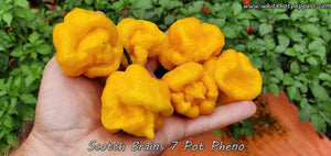 Scotch Brains (7 Pot Pheno) - Pepper Seeds - White Hot Peppers