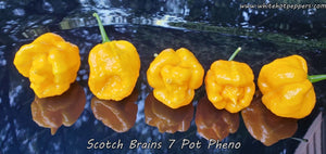 Scotch Brains (7 Pot Pheno) - Pepper Seeds - White Hot Peppers
