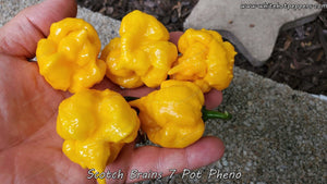 Scotch Brains (7 Pot Pheno) - Pepper Seeds - White Hot Peppers