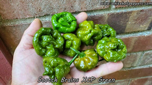 Scotch Brains XCP Green - Pepper Seeds - White Hot Peppers