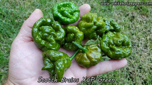 Scotch Brains XCP Green - Pepper Seeds - White Hot Peppers
