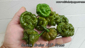 Scotch Brains XCP Green - Pepper Seeds - White Hot Peppers