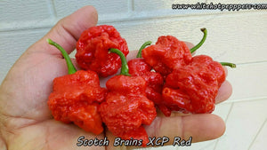 Scotch Brains XCP Red - Pepper Seeds - White Hot Peppers