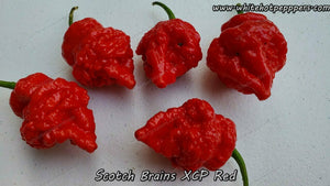 Scotch Brains XCP Red - Pepper Seeds - White Hot Peppers