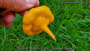 WHP 065 - Pepper Seeds - White Hot Peppers